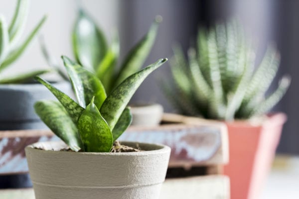 Succulents in dorm room